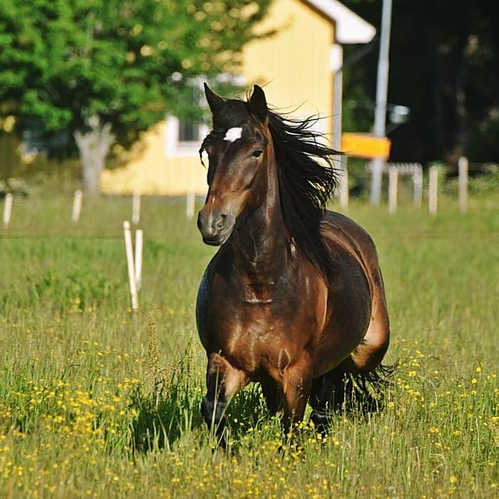 Media 1 av Min Lilla Ciara