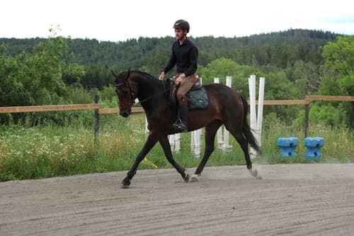 Image of Häst med stor karaktär men med mycket potential