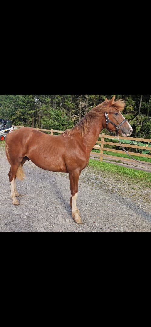 Image of ⭐️ Gyllens Alpha ⭐️