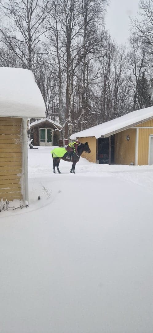 Bild 1 av Rosscon May Leaf