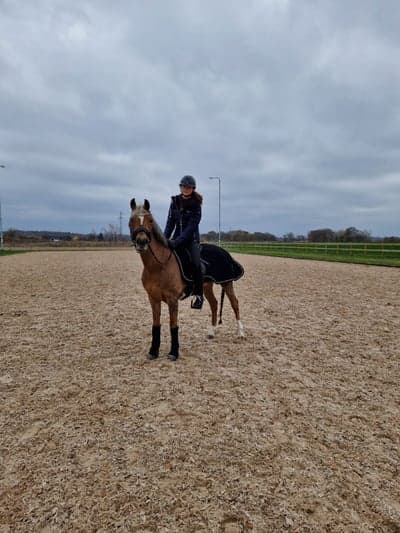 Post 9 of German Riding Pony with title Lag SM - Laholm❤️‍🔥