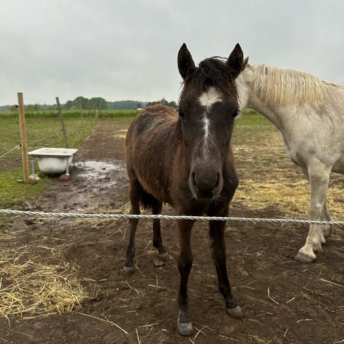 Media 1 av GM Cookiez N Cream