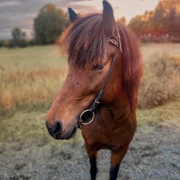 Media 1 av Villiblóm från Palmskog