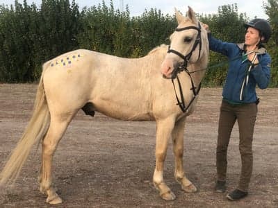 Inlägg 65 av Galopp med titeln Tarzan gör sitt första löp🥰🥳