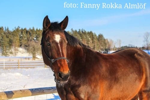 Bild av Stoigt sto söker människa!