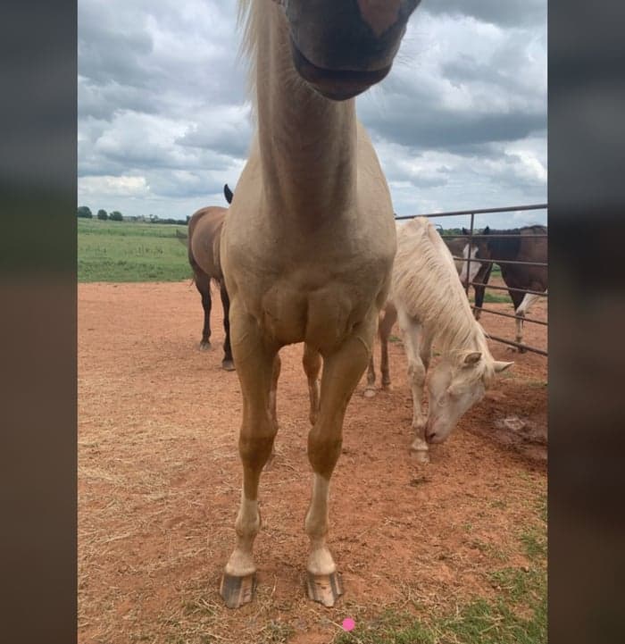 Media 6 av 2020 palomino valack