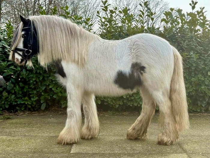 Media 2 av Tinker valack – 8 år