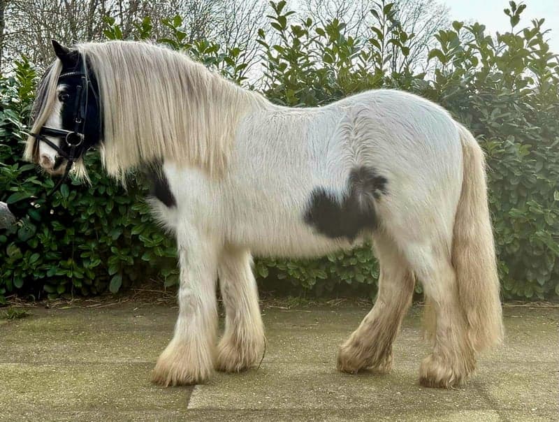 Bild 2 av Tinker valack – 8 år