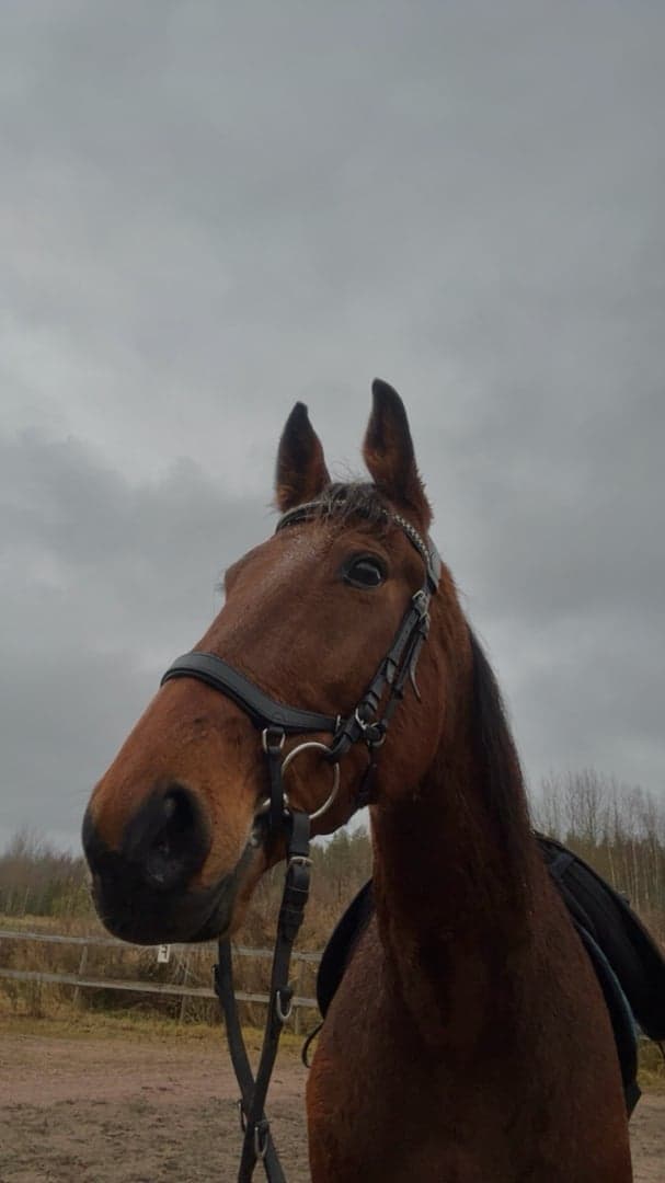 Bild 3 av Hard bone Flash