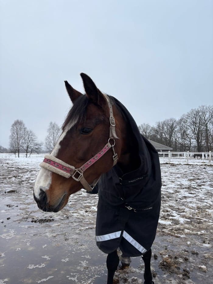 Media 3 av Auburn Daisy Lady