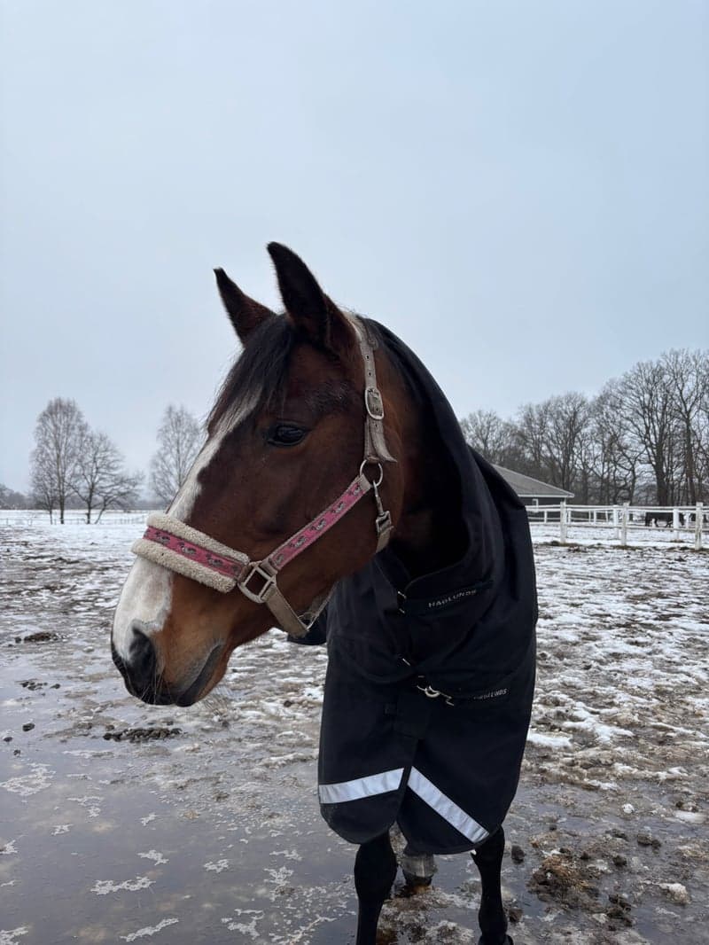 Bild 3 av Auburn Daisy Lady