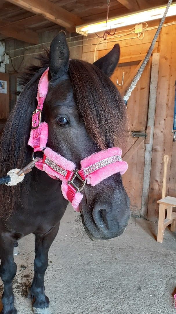 Media 1 av Drakgårdens Excellent