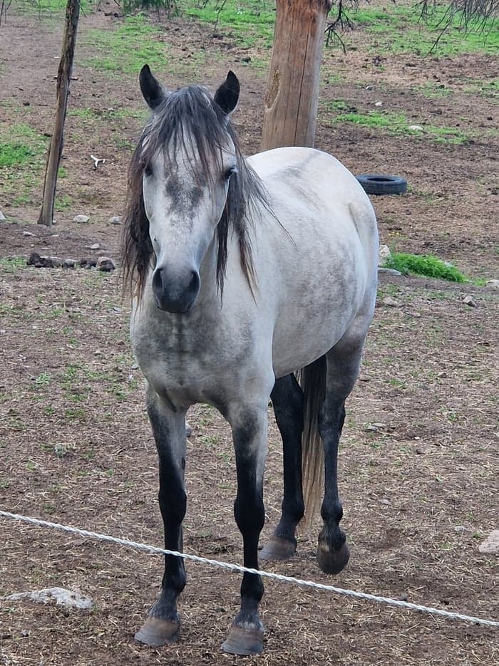 Media 1 of Fredens Mariah