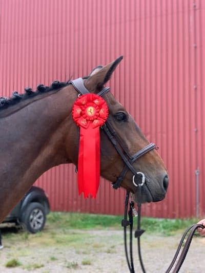 Inlägg 444 av Hoppning