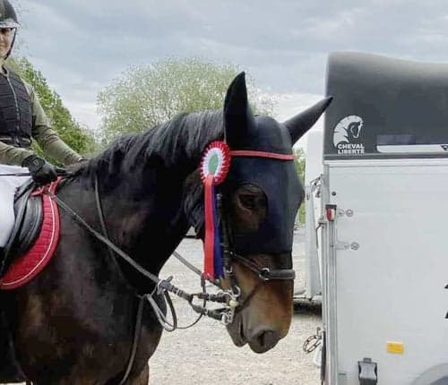 Bild av Snäll häst som söker medryttare/delfodervärd