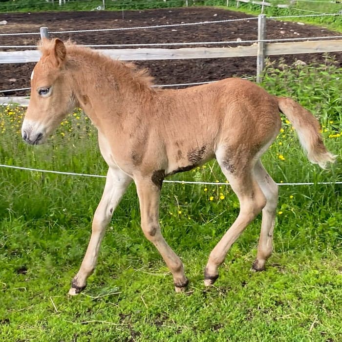 Media 1 av MellanbynsML Fara