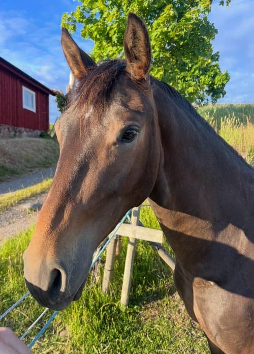 Bild av Snäll 3 åring med potential!