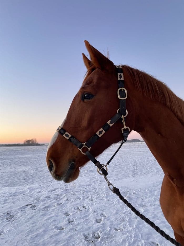 Media 1 of Thilia (12) (SWB)