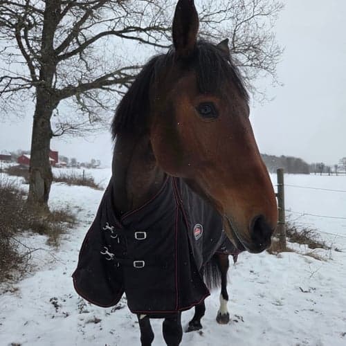 Profilbild av Tuva Norén