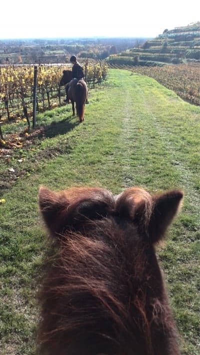 Inlägg 12 av Island med titeln Throwback till 2015