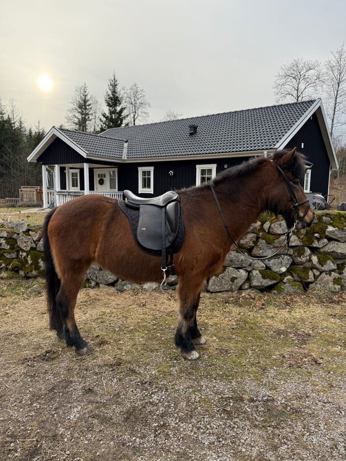 Media 4 av Ára Snót från Fojehof