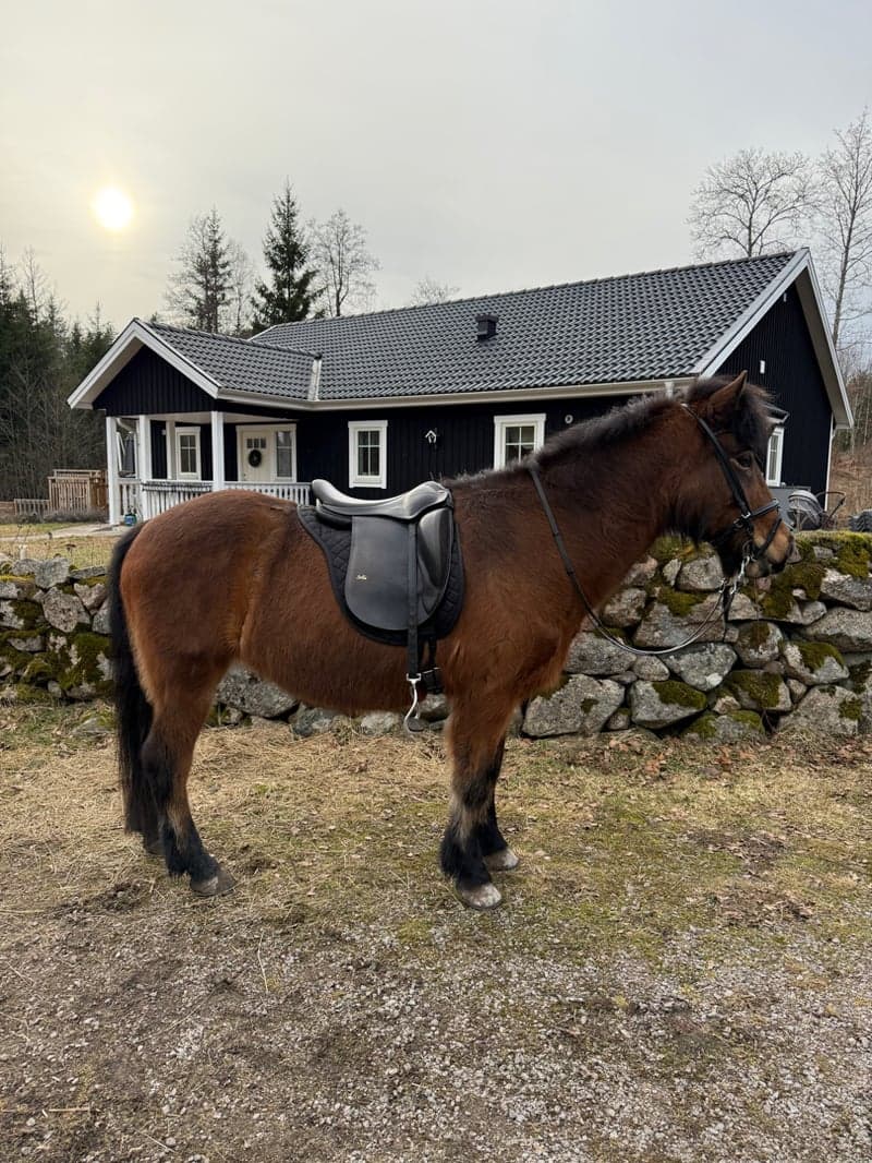 Bild 4 av Ára Snót från Fojehof