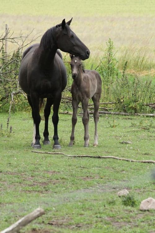 Bild av Social fölhingst med dressyr- och hoppstam