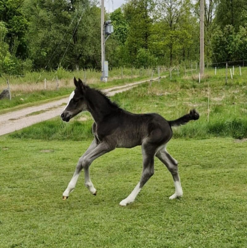 Bild 2 av Hingst med utstrålning och framtiden för sig!