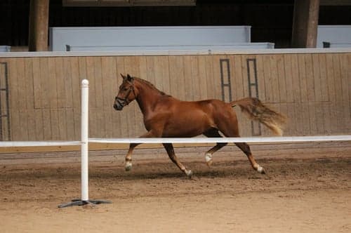 Image of 3 årig multitalang med fantastiska gångarter