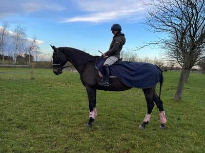 Inlägg 10 av Varmblodig ridhäst