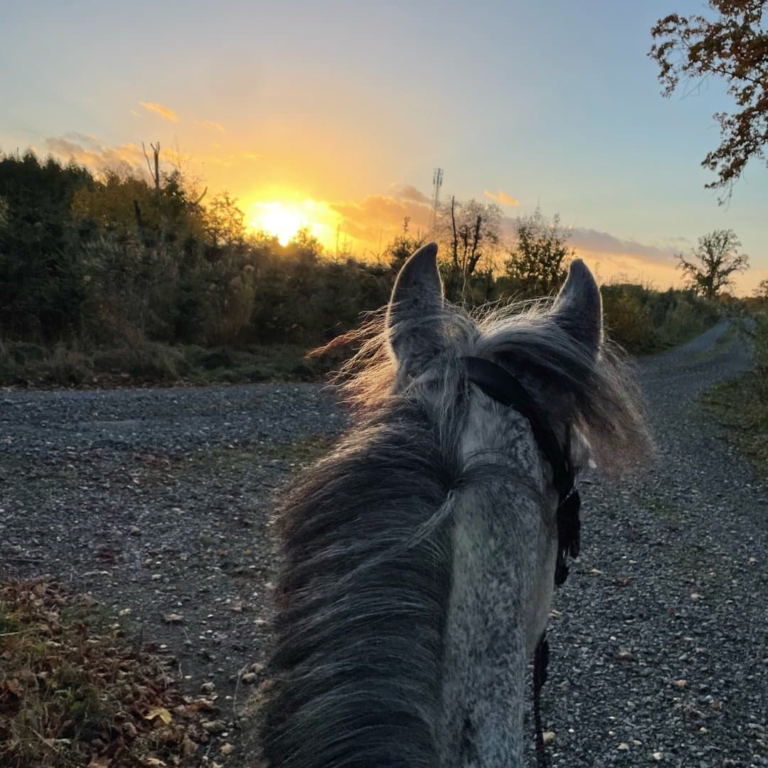 Bild 1 av Classic Clover