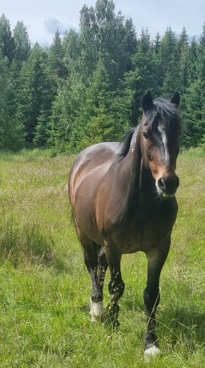 Inlägg 11 av Kallblodstravare med titeln Bete