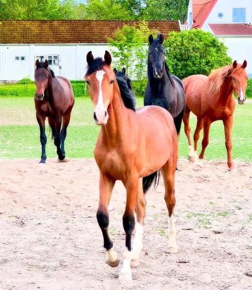 Bild av En otroligt social och trevlig hingst med fantastisk rörlighet