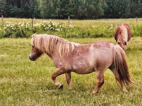 Bild av Charmig shetlandsvalack f-23