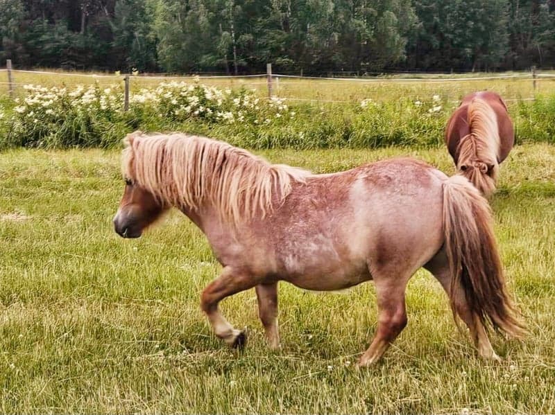 Bild 2 av Charmig shetlandsvalack f-23