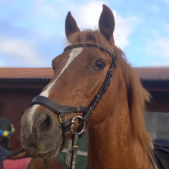 Media 1 av Elisahove's Winde