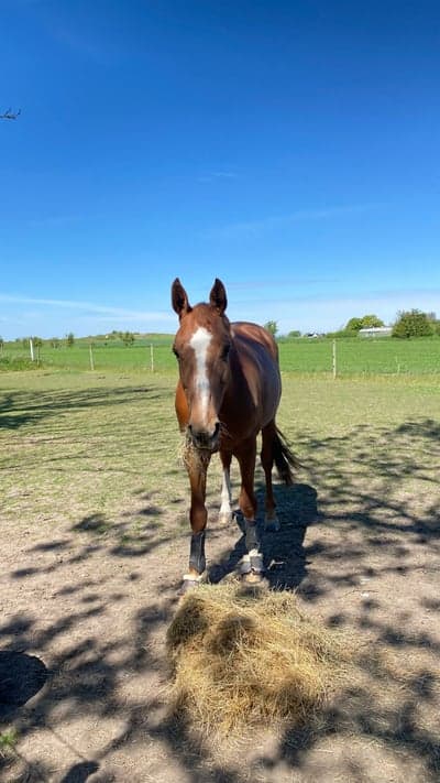 Post 16 of Belgian Warmblood