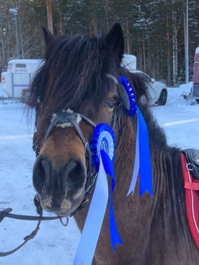 Inlägg 260 av Hoppning med titeln Hopptävling