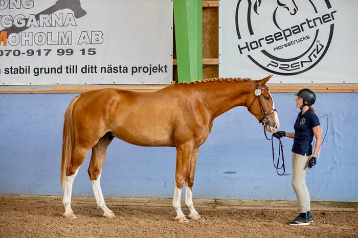 Media 2 av Stor, fin 4-årig valack med bra hoppstam