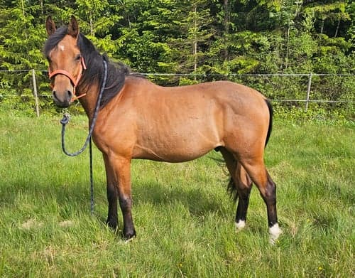 Bild av 🐎 Ákombákom – 3-årig valack med tryggt och lugnt temperament