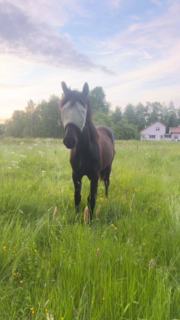 Media 5 av Blacktown Elwis