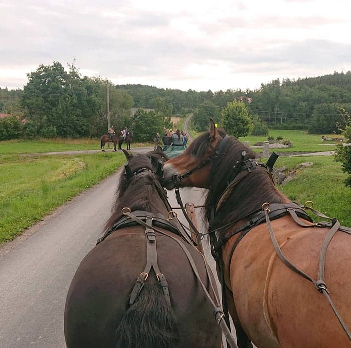 Media 3 av Stallargårdens Caiser