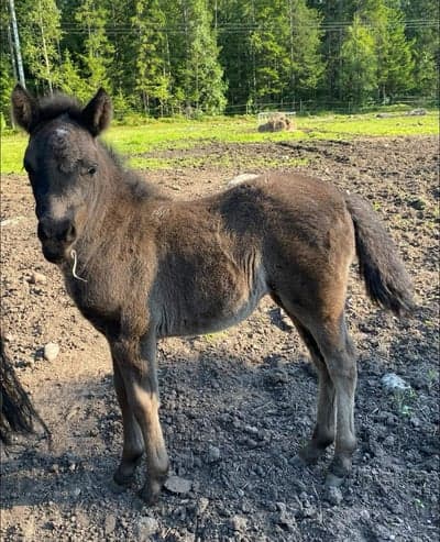 Inlägg 16 av Monté med titeln Föl