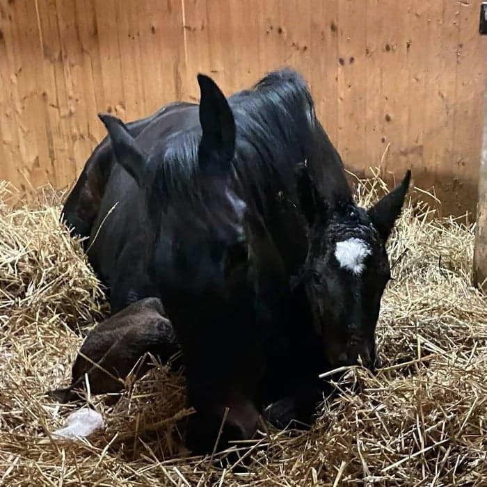 Media 1 av Södovergårds Goody