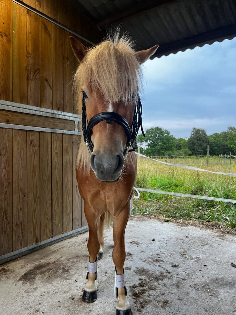 Bild 4 av Söker ny modig ryttare