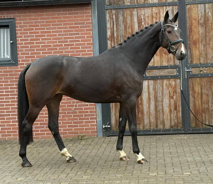 Media 1 av Royal Diamond