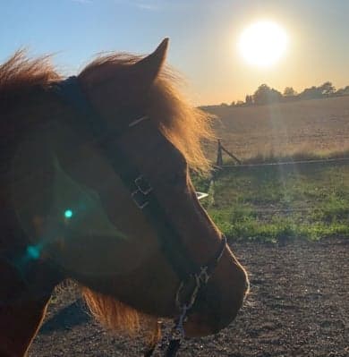 Bild 1 av Alfa Från Stensborg