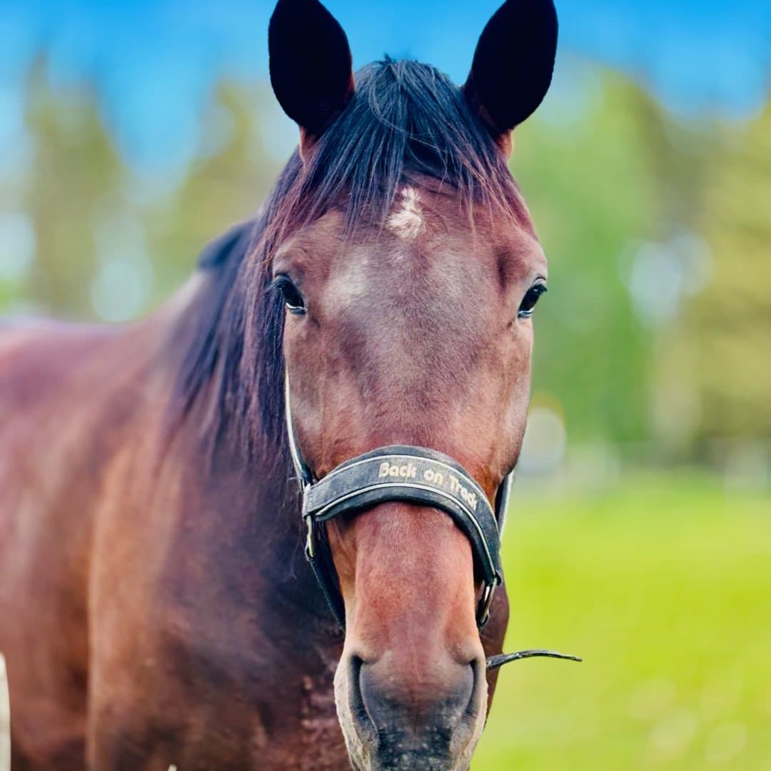 Bild 1 av For Pleasure Only