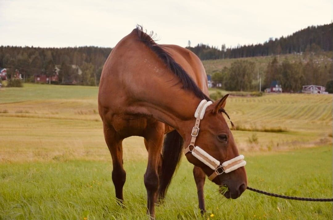 Bild 1 av Prince Hall