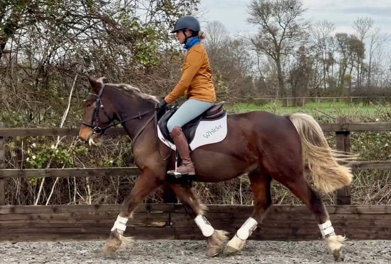 Bild 2 av Fun Allrounder/hunter.